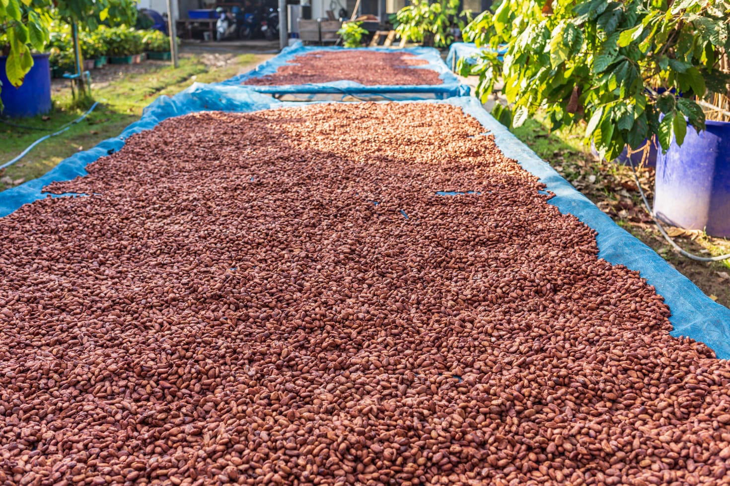 Raw Cocoa Beans Cameroon (Own Production + Sourced)
