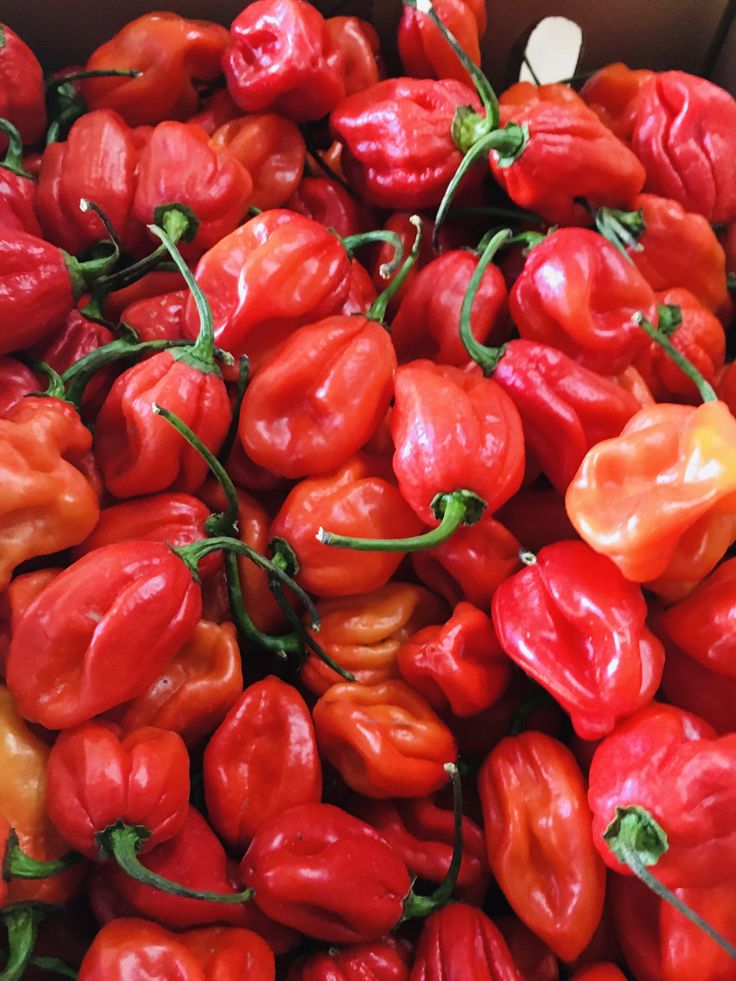 Habanero Peppers Cameroon (80% Bio Fertilizers)